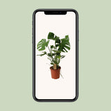 Monstera Deliciosa