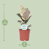 Ficus Elastica Tineke