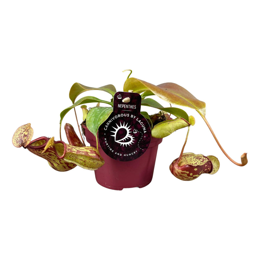 Nepenthes Gaya