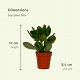 Everspring - Succulent Mix - 18 pieces - 10 cm - Ø8,5 - 9