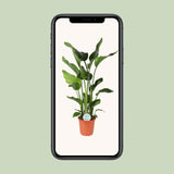 Strelitzia Nicolai