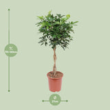 Schefflera Arboricola Compacta