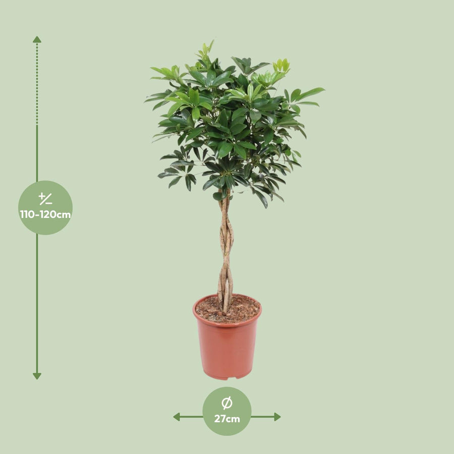 Schefflera Arboricola Compacta