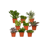 Everspring - Succulent Mix - 18 pieces - 10 cm - Ø8,5 - 9