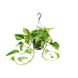 Epipremnum Marble Queen - Scindapsus