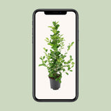 Ficus microcarpa Moclame