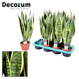 Sansevieria Laurentii