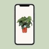 Calathea Orbifolia