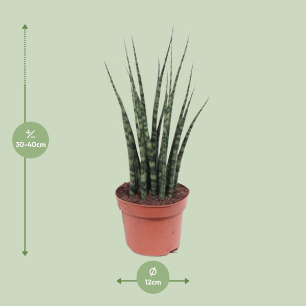 Sansevieria Fernwood Mikado