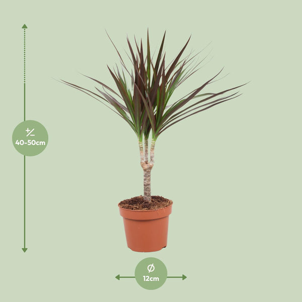 Dracaena Magenta