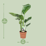 Strelitzia Nicolai