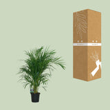 Dypsis Lutescens