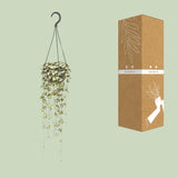 Ceropegia Woodii Hang