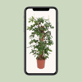 Philodendron Pedatum