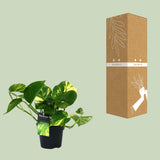PROMO - Scindapsus (Epipremnum) Aureum