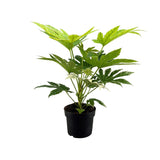 Fatsia Japonica Spider Web