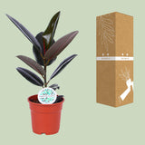 Ficus Elastica Abidjan