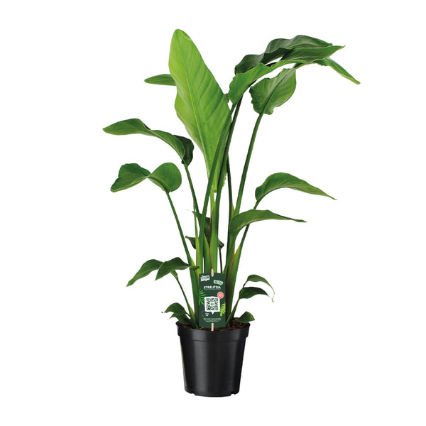 Strelitzia Nicolai