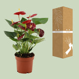 Anthurium Calon In Transparant Sleeve