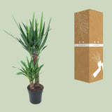 Yucca Elephantipes