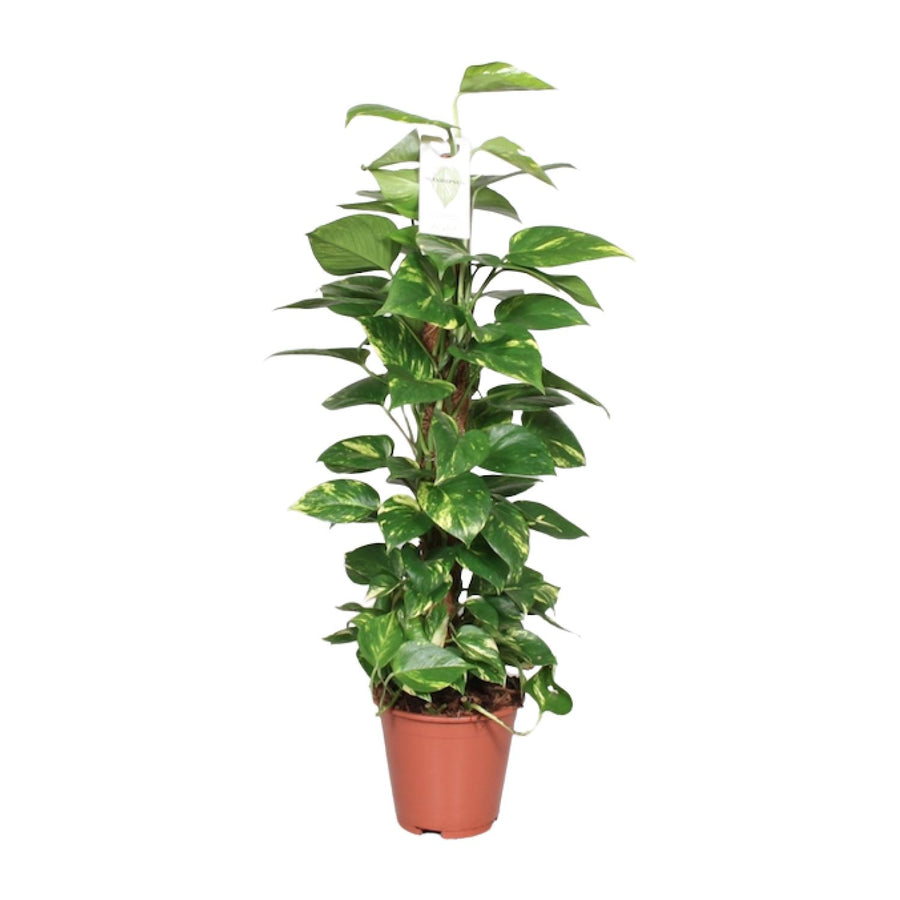 Epipremnum Pinnatum Mosstok Scindapsus