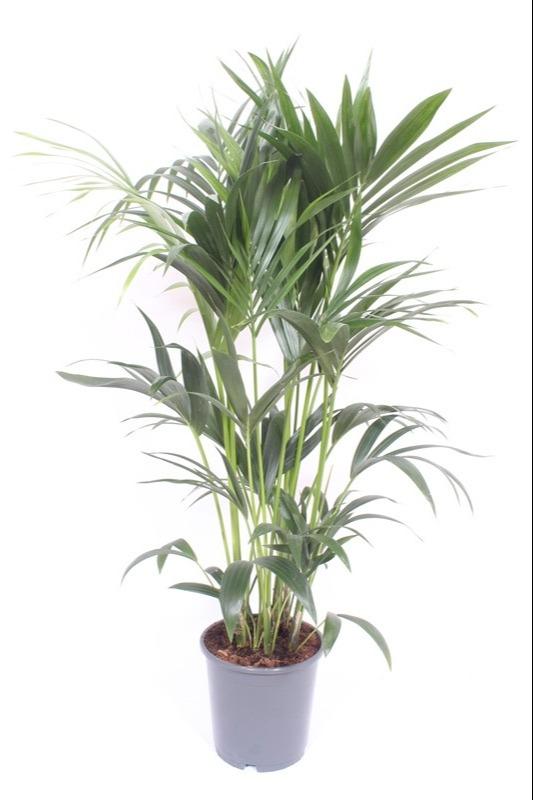 Howea Forsteriana