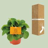 Peperomia Rana Verde