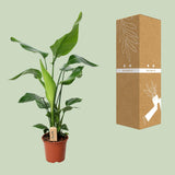PROMO - Strelitzia Nicolai