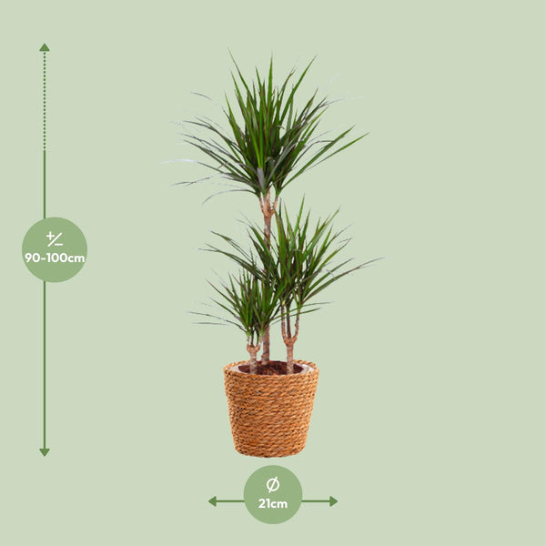 Dracaena Marginata + seagrass basket