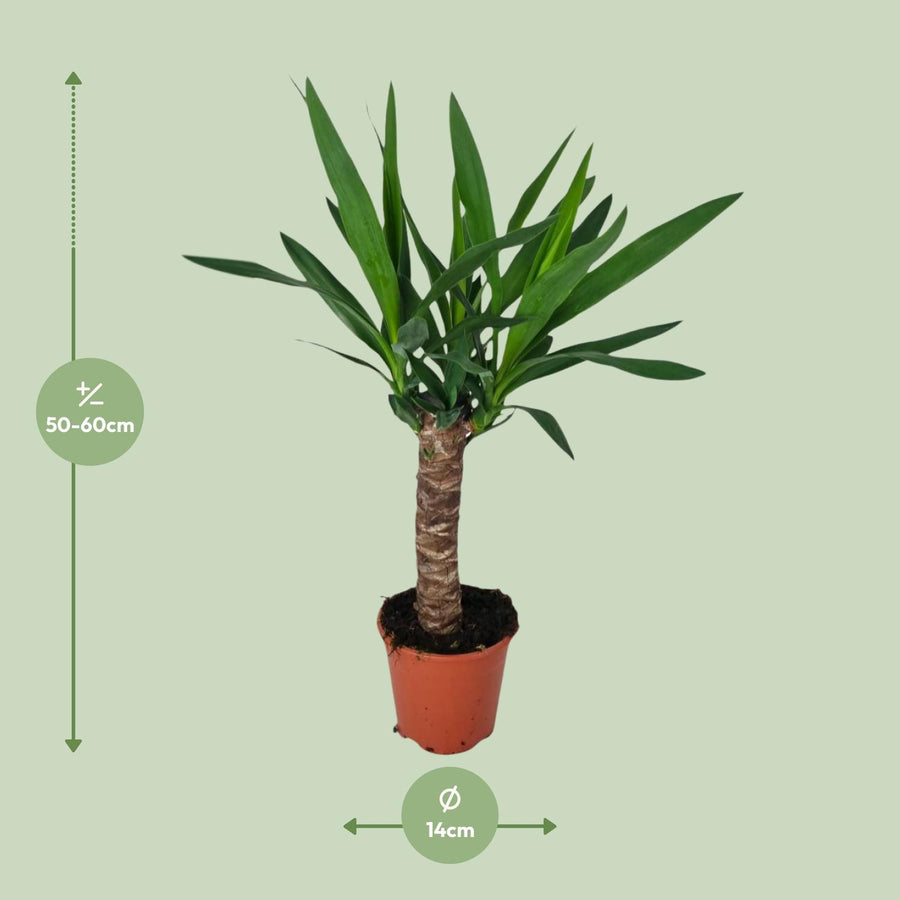 Yucca