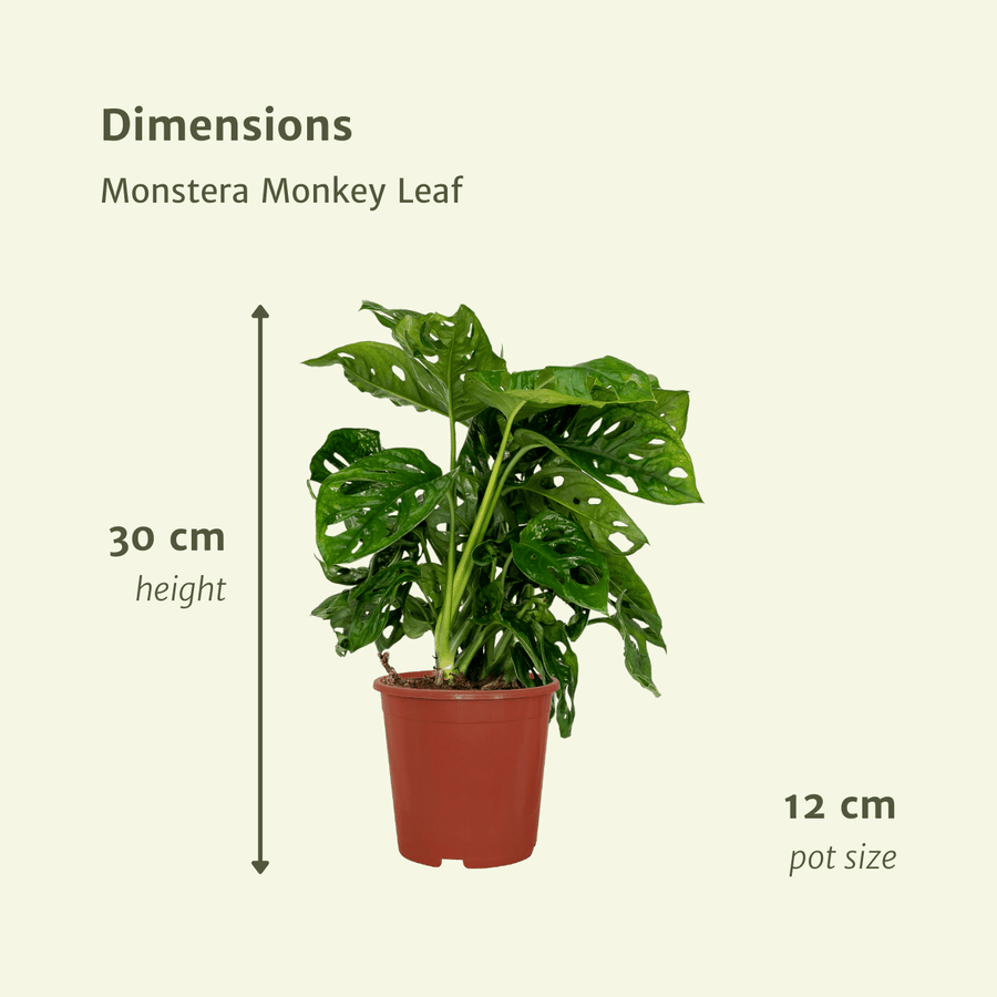 2x Monstera Monkey Leaf - Gatenplant