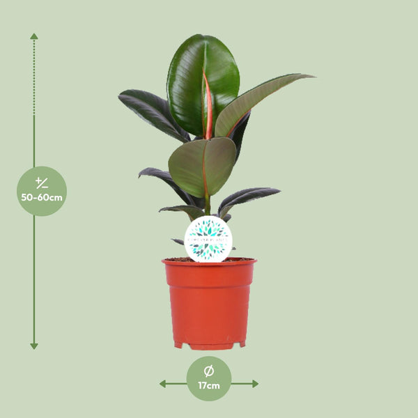 Ficus Elastica Robusta