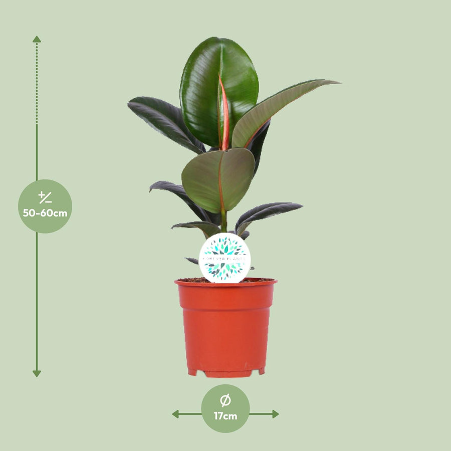 Ficus Elastica Robusta