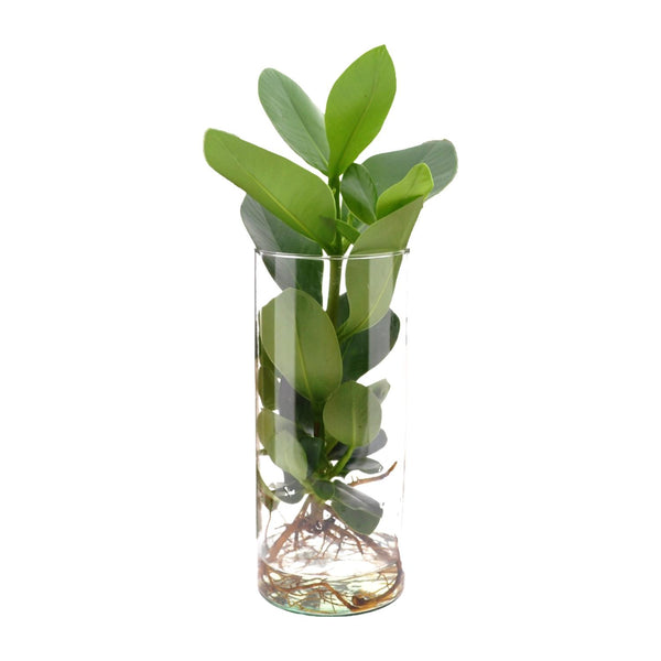 Clusia In Cylinder Glas