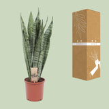 Sansevieria Zeylanica