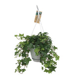 Hedera Helix Groen - Hangpot Wit / Basic