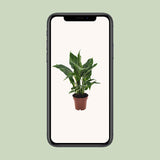 Spathiphyllum Diamond