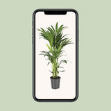 Howea Forsteriana