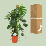 Monstera Deliciosa