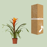 Guzmania Variada