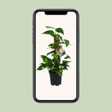 Scindapsus Epipremnum