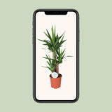 Yucca