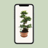 Ficus Ginseng