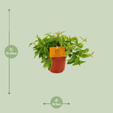 Peperomia Ang. Rocca Vivace