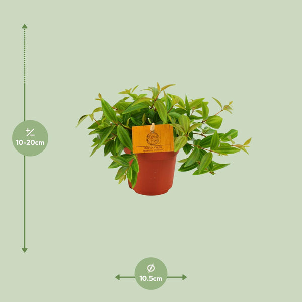 Peperomia Ang. Rocca Vivace