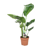 Strelitzia Nicolai