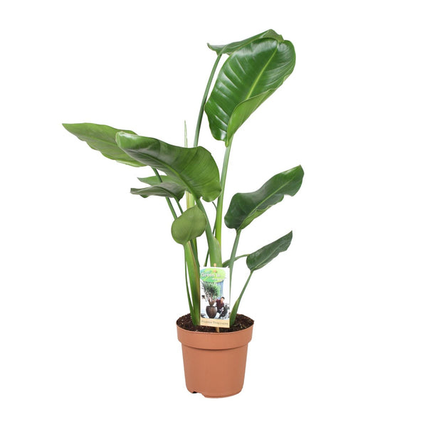 Strelitzia Nicolai
