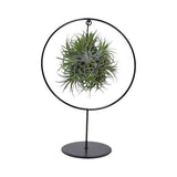 Tillandsia Ring Mix (Medium)