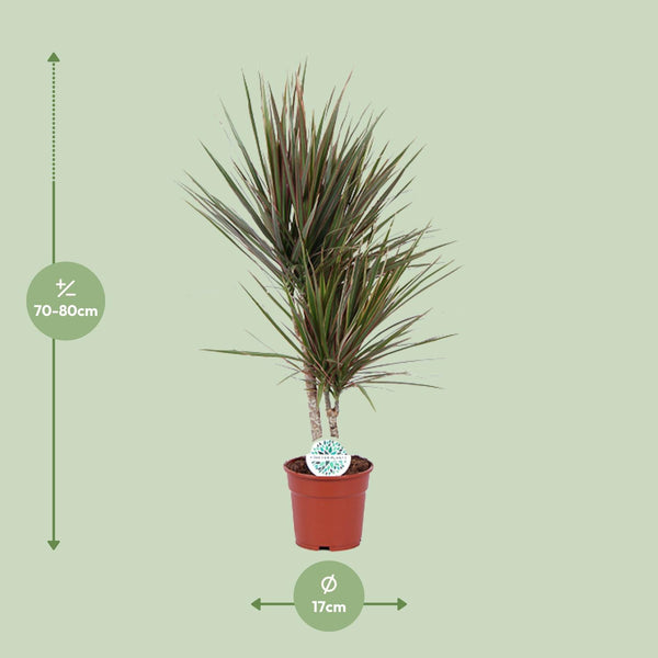 Dracaena Bicolor