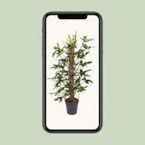 Philodendron Pedatum